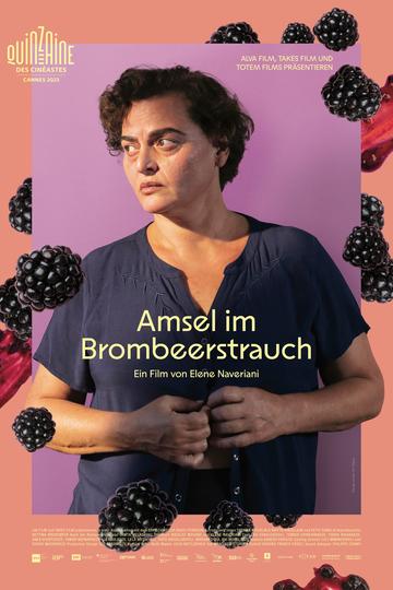 Poster Amsel im Brombeerstrauch