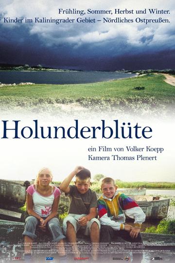 Holunderblüte