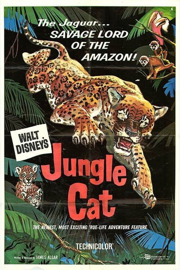 Jungle Cat Poster Jungle Cat