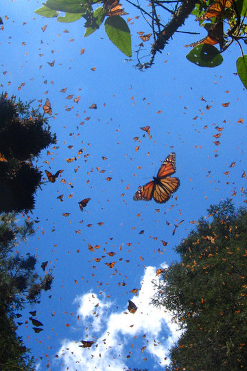 Die fantastische Reise der Schmetterlinge