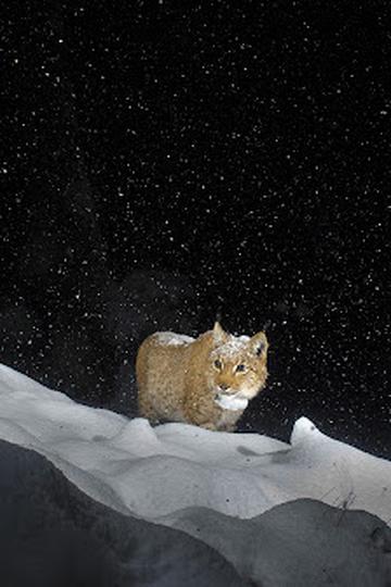 Poster Lynx