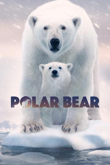 Poster Eisbären
