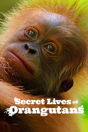Das geheime Leben der Orang-Utans Poster Das geheime Leben der Orang-Utans