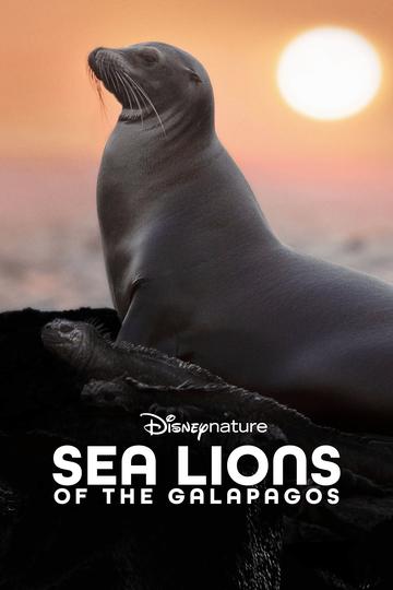 Poster Sea Lions of the Galapagos